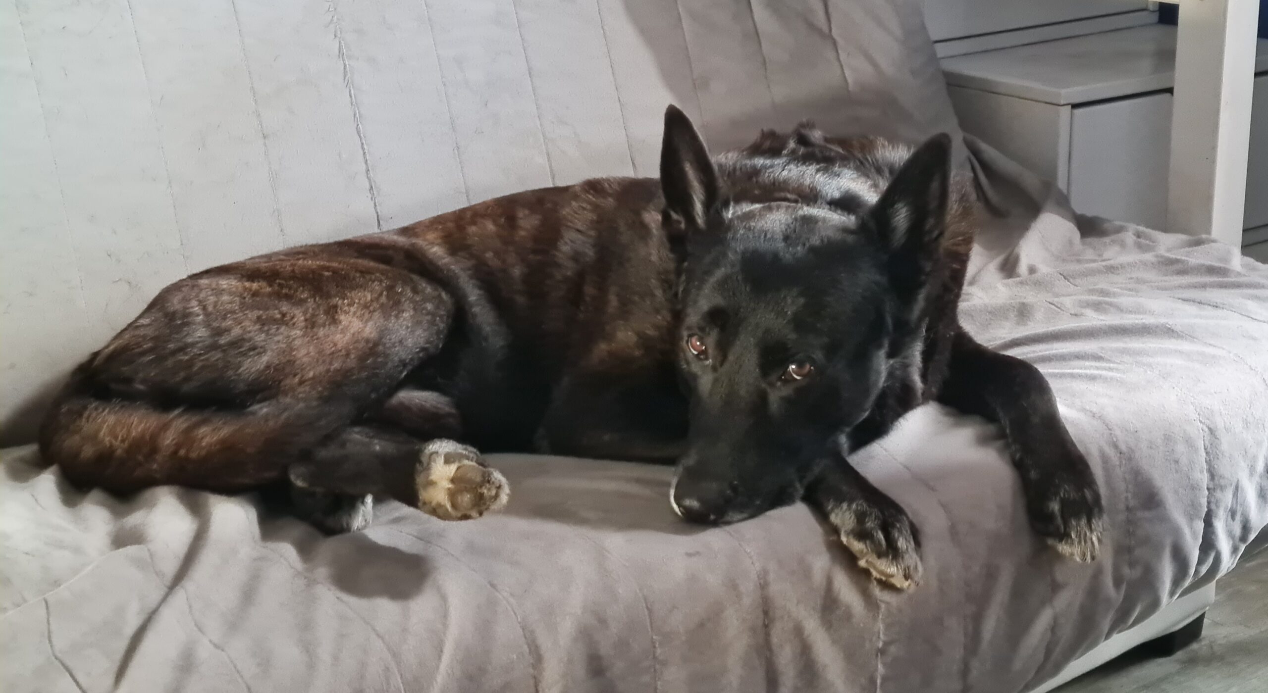 Inuki qui me regarde travailler du canapé